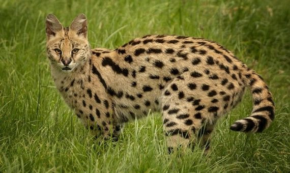 Un gato salvaje de la especie serval en su hábitat natural / ARCHIVO