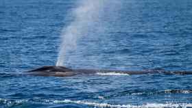 Presencia de ballenas en la costa catalana / CETÀCEA