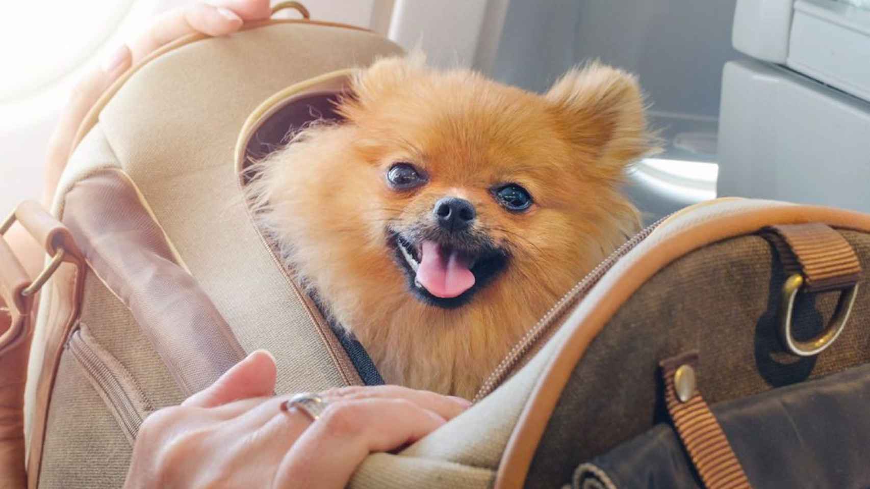 Un perro dentro de su transportín, listo para viajar en avión / VUELING