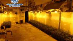 Imagen del garaje de Cornellá de Llobregat donde desmantelaron 385 plantas de marihuana / POLICÍA NACIONAL