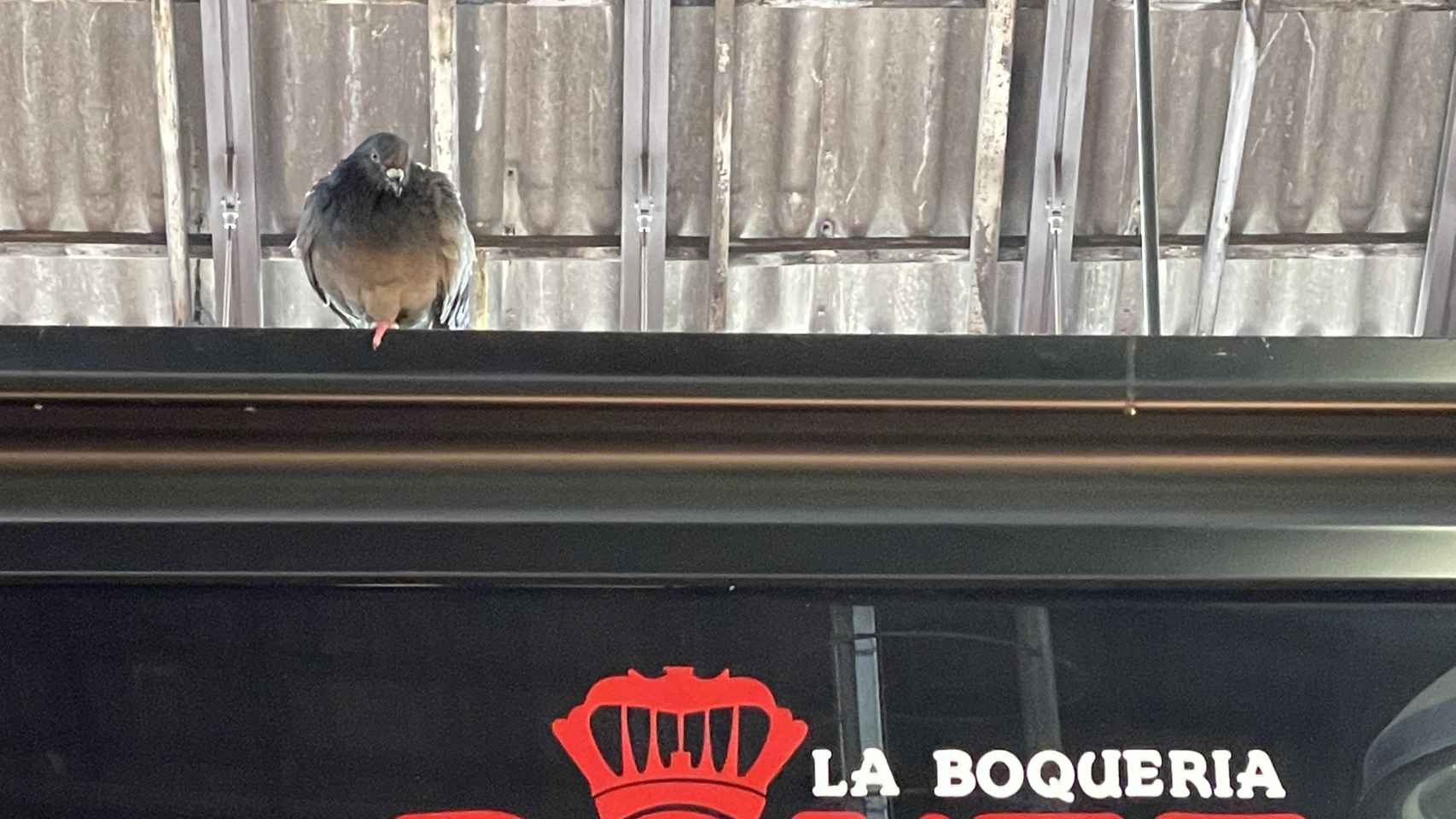 Una paloma se posa sobre una parada de La Boqueria / DAVID GORMAN