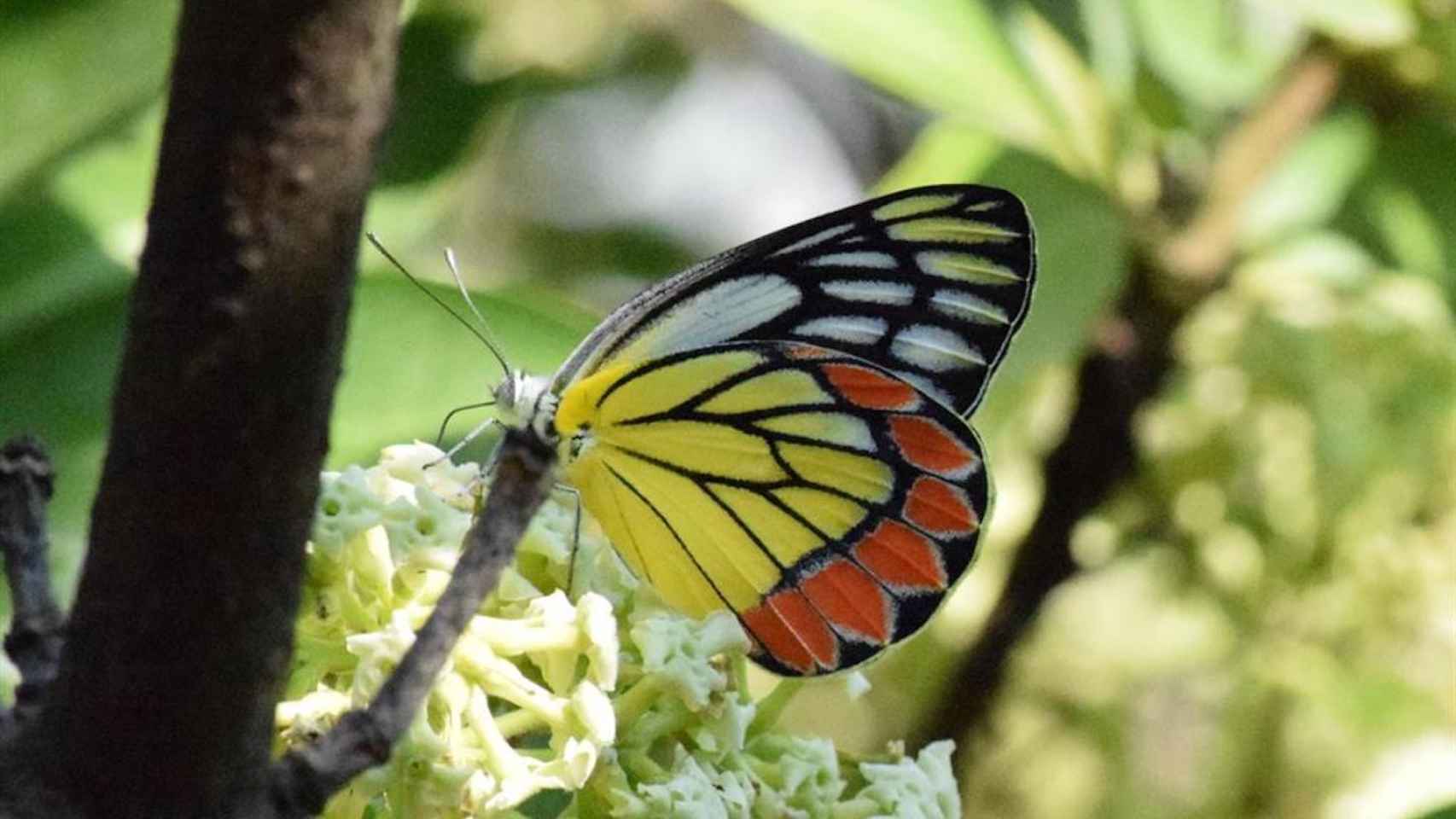 Una mariposa se posa sobre una planta / EUROPA PRESS