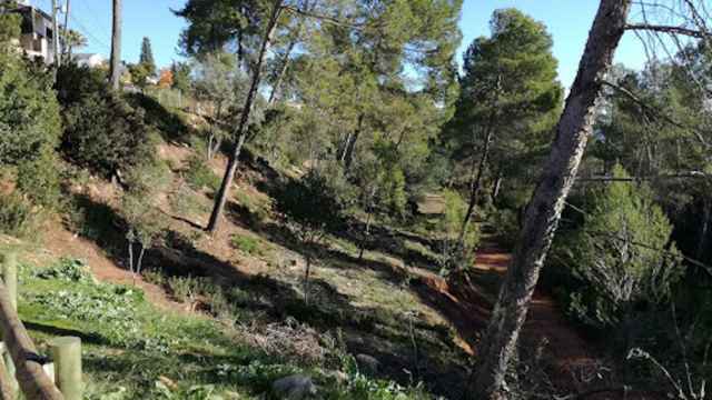 Zona forestal de Pallejà (Barcelona) en una imagen de archivo