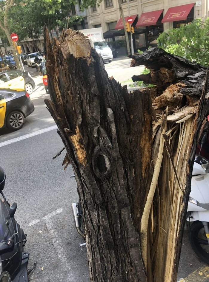 Un árbol se rompe por la mitad y cae en plena Travessera de Gràcia / TWITTER - CARLOS GARCÍA