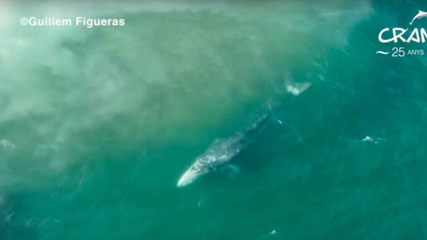 Espectaculares imágenes de la ballena Wally en la playa de Barcelona / CRAM