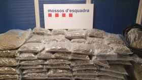 Los 150 kilos de marihuana intervenidos en Lliçà d'Amunt / MOSSOS D'ESQUADRA