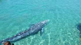 La ballena Wally en Mallorca / CONSELLERIA DE MEDI AMBIENT DE LES ILLES BALEARS