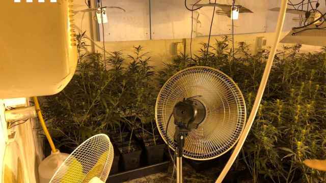 Desmantelado un cultivo de marihuana en Sant Martí / GUARDIA URBANA