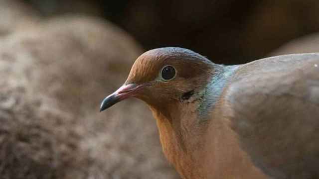 Nacen en el Zoo de Barcelona dos crías de tórtola Socorro, especie considerada extinta / ZOO DE BARCELONA