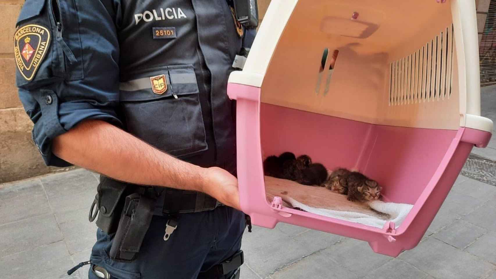 Imagen de un agente de la Guardia Urbana con algunos de los animales intervenidos en Barcelona / AYUNTAMIENTO DE BARCELONA