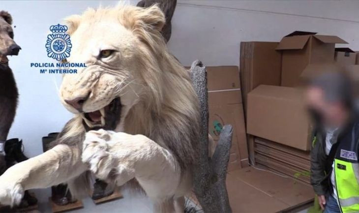 León disecado encontrado en la mansión de Castelldefels / POLICÍA NACIONAL