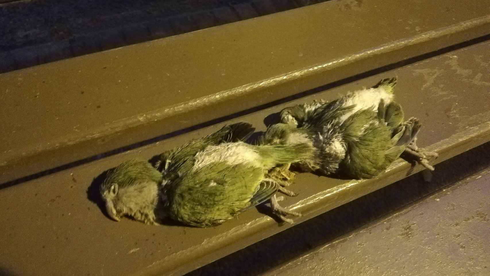 Dos de los pollitos de cotorra muertos, sobre un banco de la plaza Nadal / CORAZÓN DE PALOMA