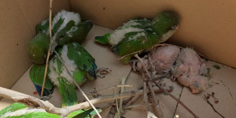 Los pollitos de cotorra en una caja tras retirar los nidos de las palmeras. Algunos están muertos / CORAZÓN DE PALOMA
