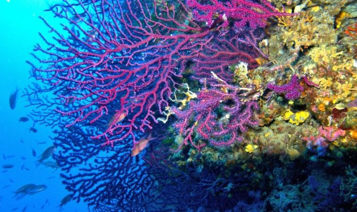 Arrecife De Coral. Especie Paramuricea Clavata Coralligeno / LORENZO MEROTTO - WWF