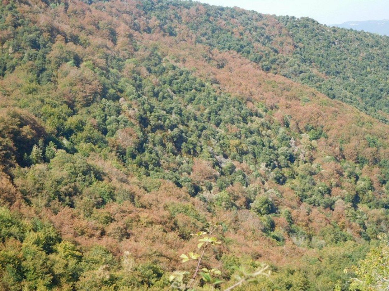 Imagen de archivo del parque natural del Montseny / EFE