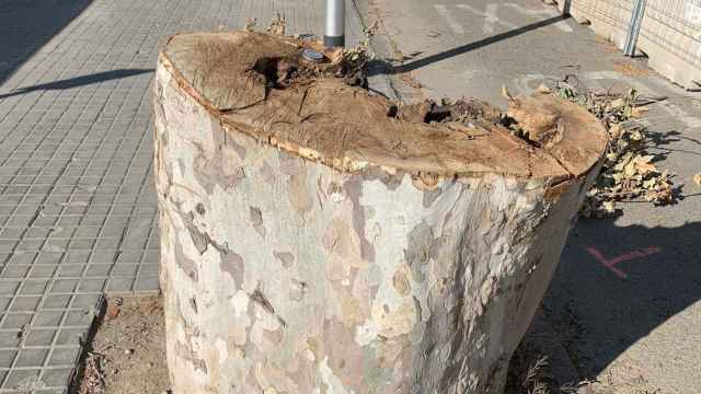 Uno de los árboles talados en El Poblenou, fotografiado por Jordi Martí / TWITTER