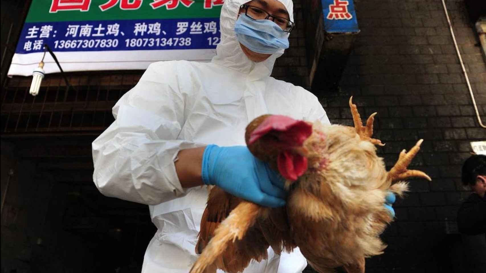Un sanitario sujeta una gallina en China / AFP