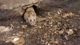 Una rata callejera saliendo de su escondite / ARCHIVO