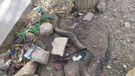 Serpiente muerta encontrada en el alcorque de un árbol del Guinardó / FACEBOOK