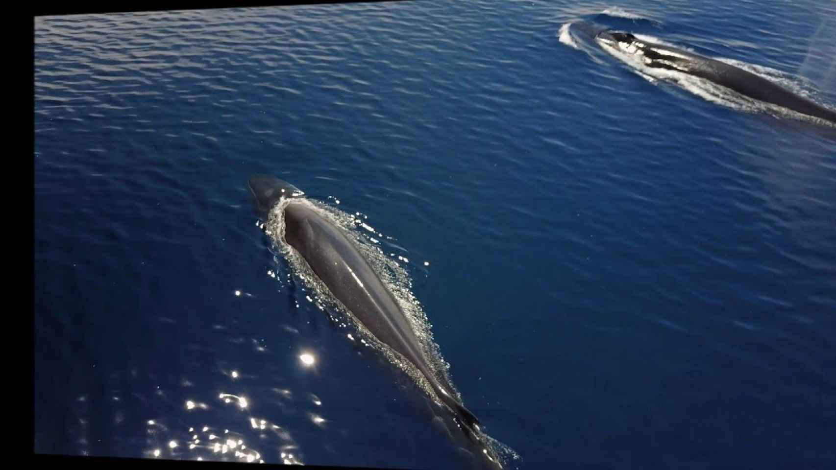 Dos ballenas identificadas en el litoral catalán / EDMAKTUB