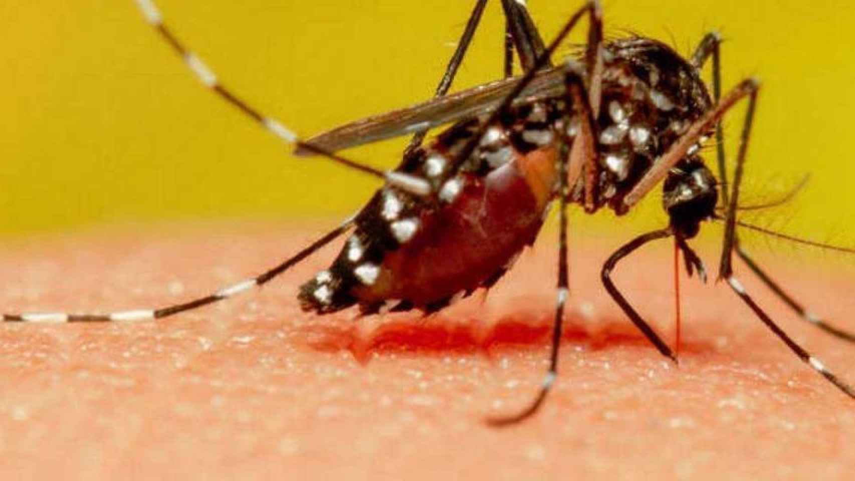 Un mosquito pica a una persona en Barcelona