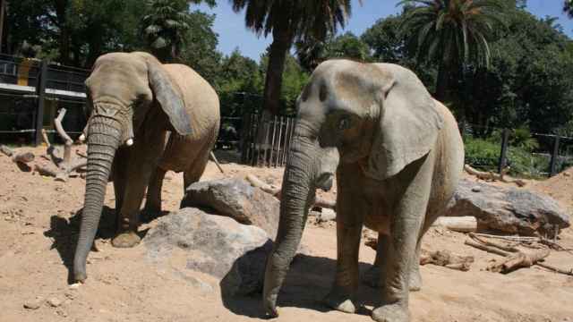 Dos de las tres elefantas que hay en el Zoo de Barcelona / ARCHIVO