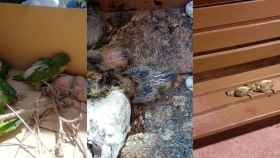 Collage con palomas y cotorras muertas y vivas en cajas y bancos / CORAZÓN DE PALOMA