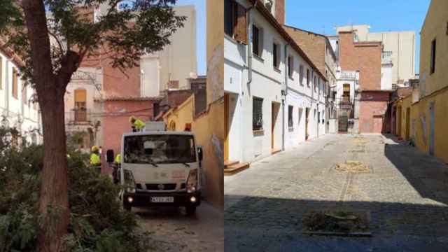 Dos imágenes de la tala de árboles de Sant Andreu / TWITTER ANNA SATORRA