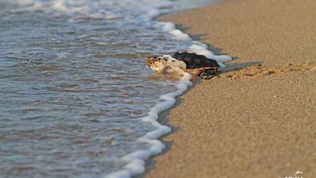 Imagen de una tortuga en la playa de la Mar Bella / CRAM