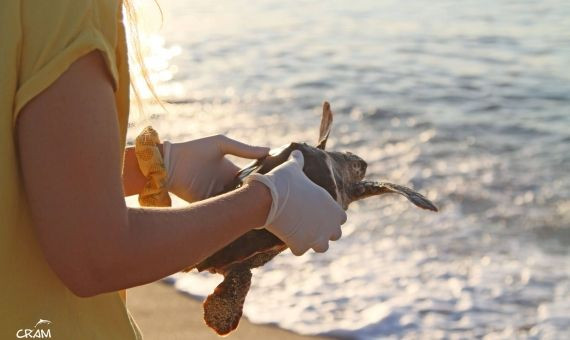 Una voluntaria libera a una tortuga en la Mar Bella / CRAM