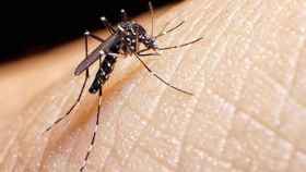 Primer plano de un mosquito sobre la piel de una persona