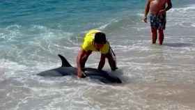 Un delfín ha aparecido en la playa de Cabrera de Mar / METRÓPOLI