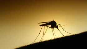 Un mosquito pica a una persona en el brazo / FLICKR