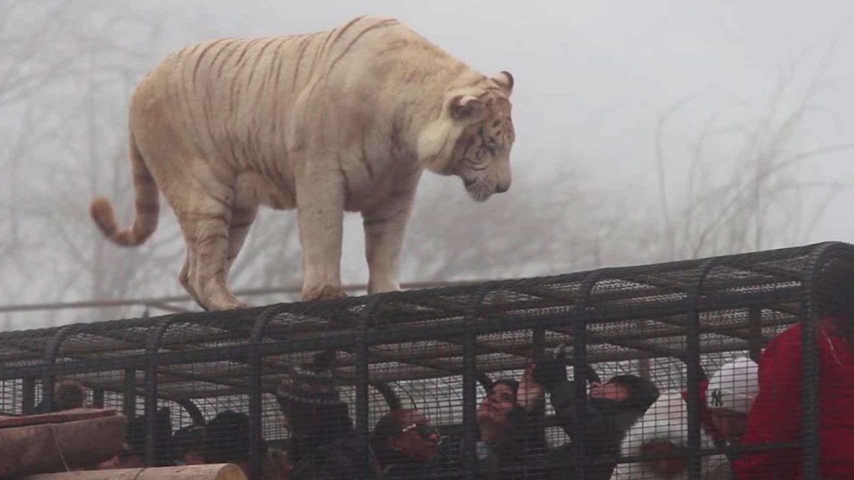 Una de las jaulas del parque, como la que se encontraba la limpiadora cuando la atacó un tigre / PARQUE SAFARI RANCAGUA