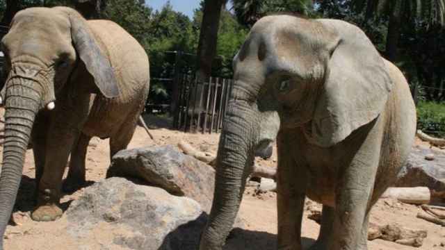 Elefantes en el Zoo de Barcelona / ARCHIVO