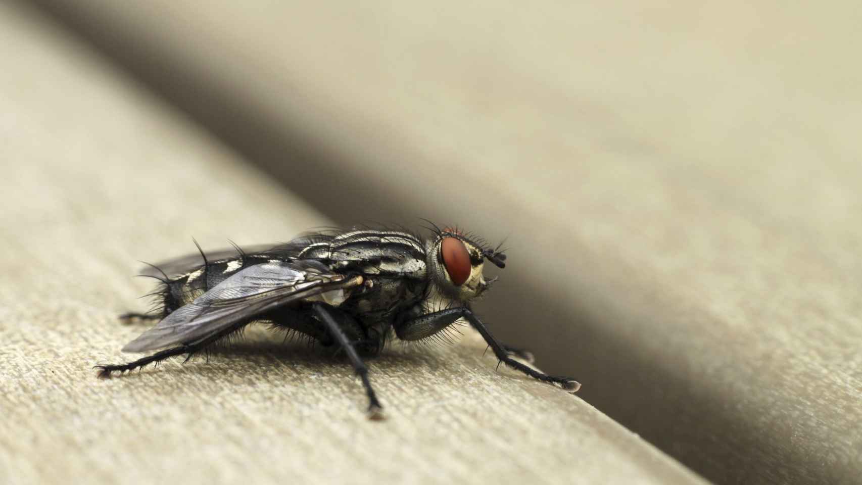Imagen de archivo de un ejemplar de mosca negra