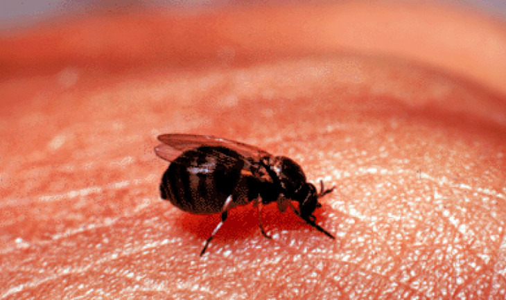 Imagen de un ejemplar hembra de mosca negra