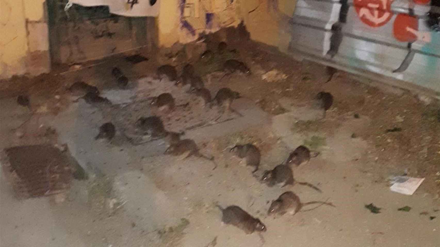 Imagen compartida por ERC sobre la plaga de ratas en El Poblenou / ERC