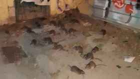 Imagen compartida por ERC sobre la plaga de ratas en El Poblenou / ERC