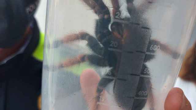 Tarántula gigante encontrada en Castellar del Vallès / REDES SOCIALES