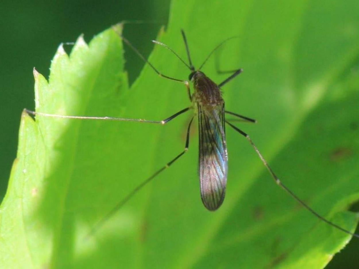 Un mosquito Culex pipiens como en los que han detectado el virus del Nilo / WIKIMEDIA