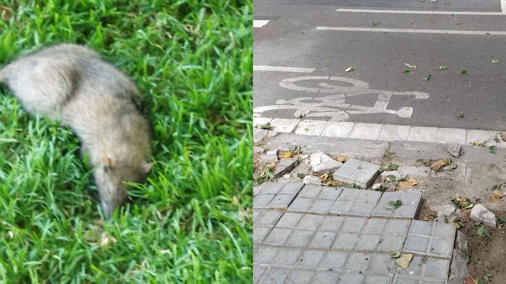 Collage con imágenes cedidas por ERC, con una rata muerta y una acera con el pavimento roto / ERC