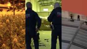 Algunas de las imágenes de la mayor operación del año contra tráfico de marihuana / MOSSOS D'ESQUADRA
