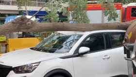El coche tras el impacto recibido por el árbol / TWITTER - Jordi Corbalan