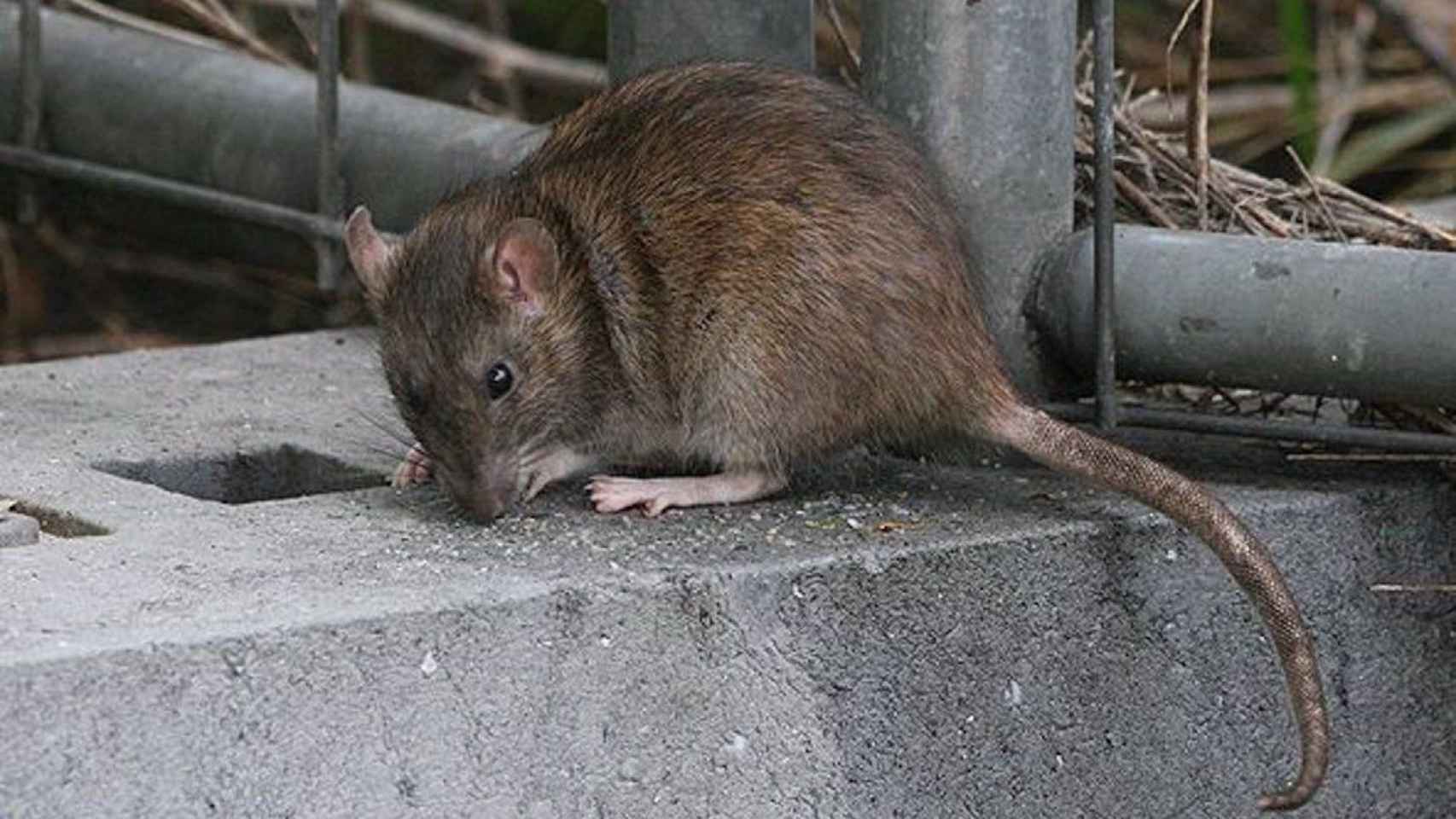 Una rata en una imagen de archivo / EUROPA PRESS