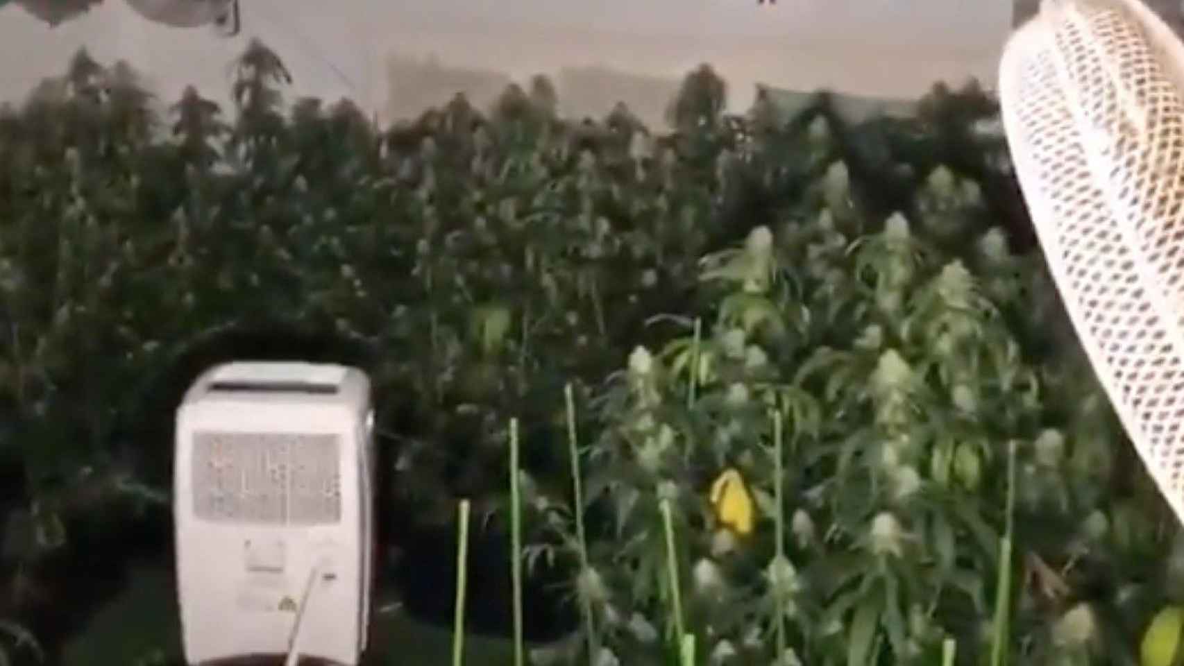 Plantación de marihuana en el Poblenou / MOSSOS D'ESQUADRA