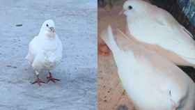 A la izquierda, una de las palomas abandonadas; y a la derecha, dos ejemplaros rescatados / METRÓPOLI
