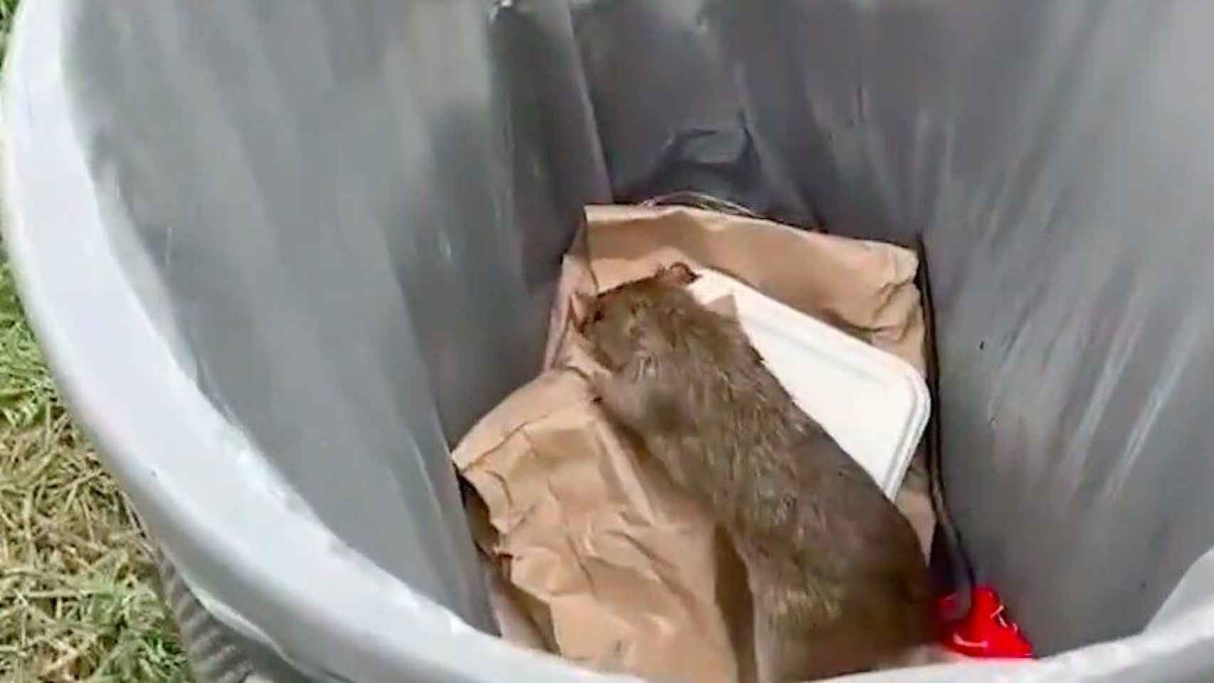 Una rata busca comida en una papelera de los Jardins de Pedralbes / JXCAT LES CORTS - TWITTER