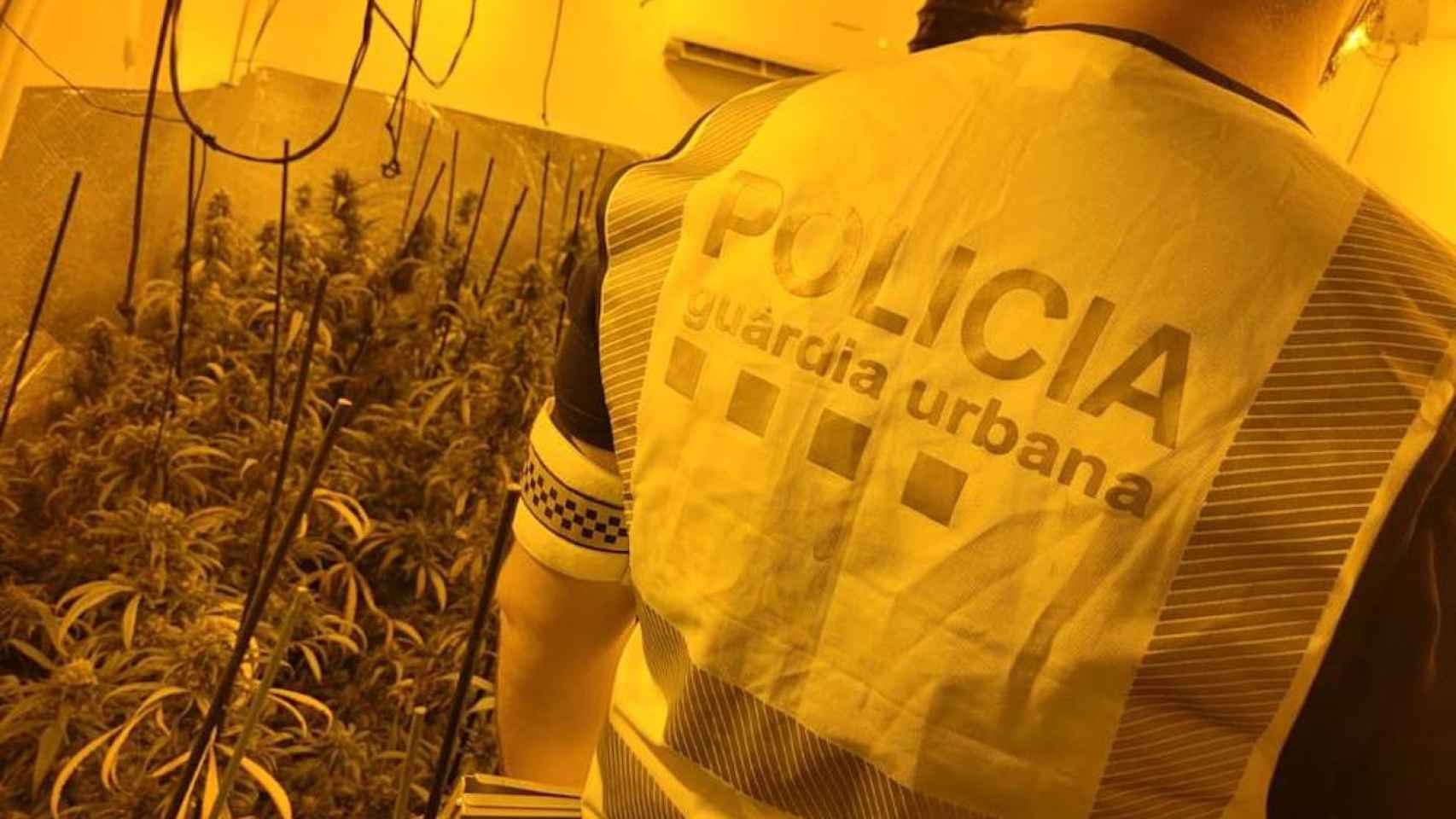 Un agente en una de las plantaciones de marihuana desmanteladas / GUARDIA URBANA