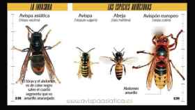 Ilustración que explica las diferencias entre la avispa asiática , avispa, abeja y avispón europeo / @avispa_asiatica